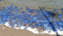 Foça sahillerinde manzara gittikçe kötüleşiyor! Mavi denizanaları her yeri sardı, balıkçılar isyanda